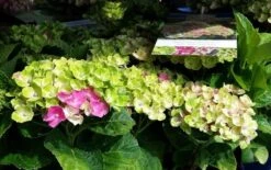 Hortensia (Hydrangea 'Magical Jewel Pink') -Planten Verkoopwinkel amethyst01c