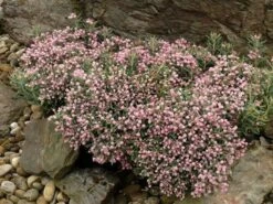 Lavendelheide (Andromeda Polifolia 'Blue Ice') -Planten Verkoopwinkel andromeda pol. blue ice 3