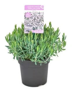 Lavendelheide (Andromeda Polifolia 'Blue Ice') -Planten Verkoopwinkel andromeda polifolia blue ice p15
