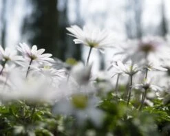 Anemoon (Anemone Blanda 'White Splendour') -Planten Verkoopwinkel anemone blanda white splendour 1 1