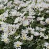 Anemoon (Anemone Blanda 'White Splendour') -Planten Verkoopwinkel anemone blanda whitesplendour 4 1 1