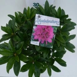 Rhododendron (Rhododendron 'Anah Kruschke') -Planten Verkoopwinkel annah kruschke c5 boven 1