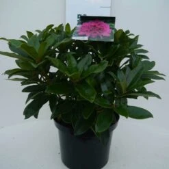Rhododendron (Rhododendron 'Anah Kruschke') -Planten Verkoopwinkel annah kruschke c5 voor