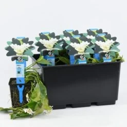 Kaapse Waterlelie (Aponogeton Distachyos) -Planten Verkoopwinkel aponogeton distachyos 20180404183940 e 10930