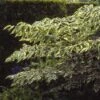 Duivelswandelstok (Aralia Elata 'Variegata') -Planten Verkoopwinkel arevarie 3