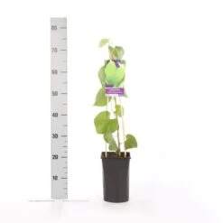 Duitse Pijp (Aristolochia Macropylla) -Planten Verkoopwinkel aristolochia durior macrophylla 1