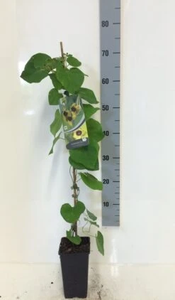 Duitse Pijp (Aristolochia Macropylla) -Planten Verkoopwinkel aristolochia macrophylla 80 100 c2 1