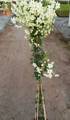 Groenblijvende Clematis (Clematis 'Avalanche') -Planten Verkoopwinkel avalanche r 180cm 1