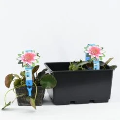 Waterlelie (Nymphaea 'Attraction') -Planten Verkoopwinkel b 17020 nymphaea attraction 3l. 20180409114708