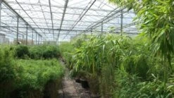 Niet Woekerende Bamboe (Fargesia Murieliae 'Jumbo') -Planten Verkoopwinkel bamboe 1