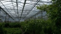 Niet Woekerende Bamboe (Fargesia 'Jiuzhaigou') -Planten Verkoopwinkel bamboe 2