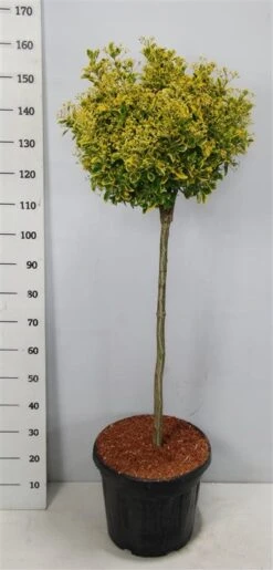 Kardinaalshoed Op Stam (Euonymus Japonicus 'Aureus') -Planten Verkoopwinkel bc88a2ba3e99a73a1f95554f396bcc6d