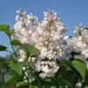 Sering (Syringa Vulgaris 'Beauty Of Moscow') 5 Sering (Syringa Vulgaris 'Beauty Of Moscow') -Planten Verkoopwinkel beauty of moscow