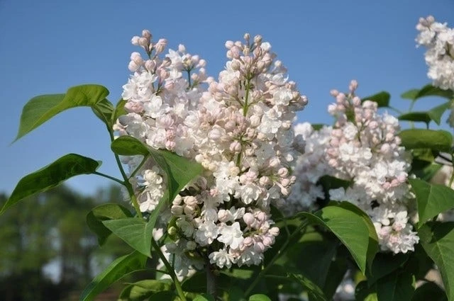 Sering (Syringa Vulgaris 'Beauty Of Moscow') 1 Sering (Syringa Vulgaris 'Beauty Of Moscow')