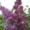 Sering (Syringa Vulgaris 'Belle De Nancy') -Planten Verkoopwinkel belle de nancy