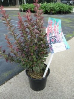 Zuurbes (Berberis 'Red Rocket') -Planten Verkoopwinkel berberis red rocket 1