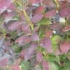 Zuurbes (Berberis 'Red Rocket') -Planten Verkoopwinkel berberis red rocket 3