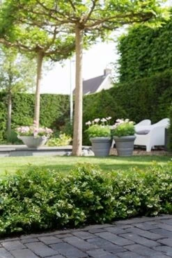 BerryBux Blauwe Bes (Vaccinium Angustifolium ’BerryBux') -Planten Verkoopwinkel berrybux heg bloei hr 4095