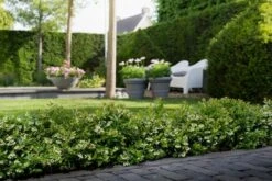 BerryBux Blauwe Bes (Vaccinium Angustifolium ’BerryBux') -Planten Verkoopwinkel berrybux heg bloei hr 4057 1