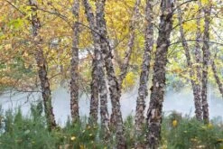 Zwarte Berk (Betula Nigra) -Planten Verkoopwinkel betula nigra01 1