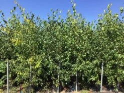 Meerstammige Berk (Betula Pendula) -Planten Verkoopwinkel betula pendula 200 250cm meerstammig 2