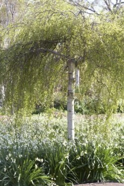 Treurberk (Betula Pendula 'Tristis') -Planten Verkoopwinkel betula pendula tristis01