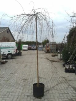 Prieelberk (Betula Pendula 'Youngii') -Planten Verkoopwinkel betula pendula youngi 2