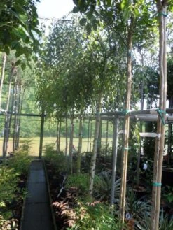 Prieelberk (Betula Pendula 'Youngii') -Planten Verkoopwinkel betula pendula youngii 14 16ho cont