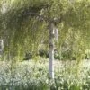 Berk Als Dakboom (Betula Pendula) -Planten Verkoopwinkel betulapendulav03