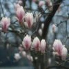 Beverboom (Magnolia Soulangeana Als Boom) -Planten Verkoopwinkel beverboom magnolia soulangeana 507 644