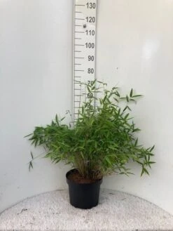 Niet Woekerende Bamboe (Fargesia Murieliae 'Bimbo') -Planten Verkoopwinkel bimbo c10 1