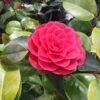 Camelia Als Leivorm (Camellia Japonica 'Black Lace') -Planten Verkoopwinkel blacklace