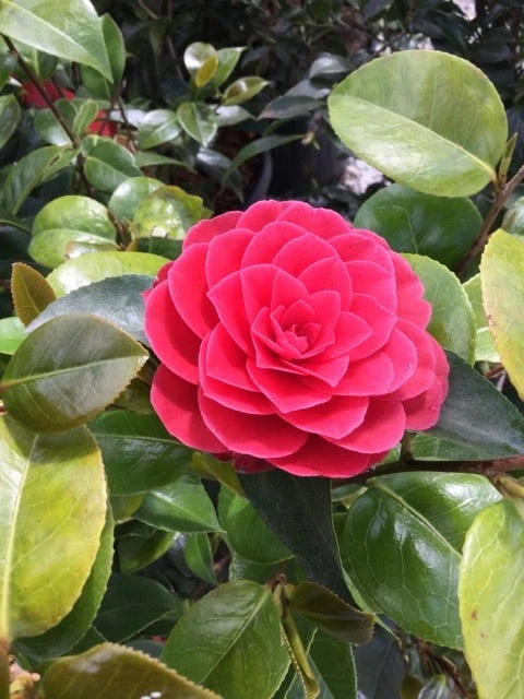 Camelia Als Leivorm (Camellia Japonica 'Black Lace') 1 Camelia Als Leivorm (Camellia Japonica 'Black Lace')