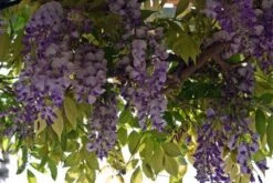 Blauwe Regen (Wisteria Sinensis 'Prolific') -Planten Verkoopwinkel blauweregen