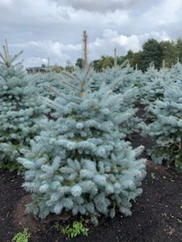 Blauwspar (Picea Pungens 'Blue Diamond') 2 Blauwspar (Picea Pungens 'Blue Diamond') - Afbeelding 2