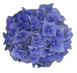 Hortensia Blue Ballad (Hydrangea 'Music Collection') -Planten Verkoopwinkel blue ballad 1