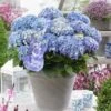 Hortensia Blue Ballad (Hydrangea 'Music Collection') -Planten Verkoopwinkel blue ballad 4