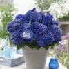 Hortensia Blue Boogiewoogie (Hydrangea 'Music Collection') -Planten Verkoopwinkel blue boogiewoogie 2 3 2