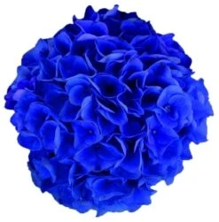 Hortensia Blue Boogiewoogie (Hydrangea 'Music Collection') -Planten Verkoopwinkel blue boogiewoogie 2 4