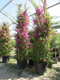 Bougainvillea Als Struik (Bougainvillea Glabra) -Planten Verkoopwinkel bougainvillea glabra