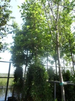 Papiermoerbei (Broussonetia Papyrifera) -Planten Verkoopwinkel broussonetia papyrifera 16 18ho cont