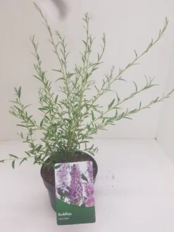 Vlinderstruik (Buddleja Alternifolia) -Planten Verkoopwinkel budd alternifolia