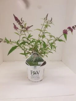 Vlinderstruik (Buddleja 'Miss Ruby') -Planten Verkoopwinkel budd miss ruby