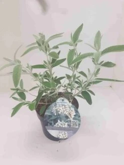 Vlinderstruik (Buddleja 'Silver Anniversary') -Planten Verkoopwinkel budd silver annieversary
