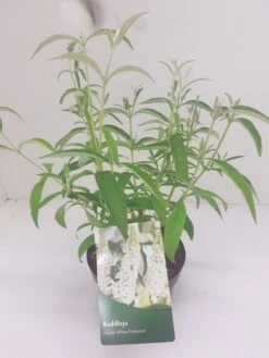 Vlinderstruik (Buddleja Davidii 'White Profusion') -Planten Verkoopwinkel budd white profusion 1