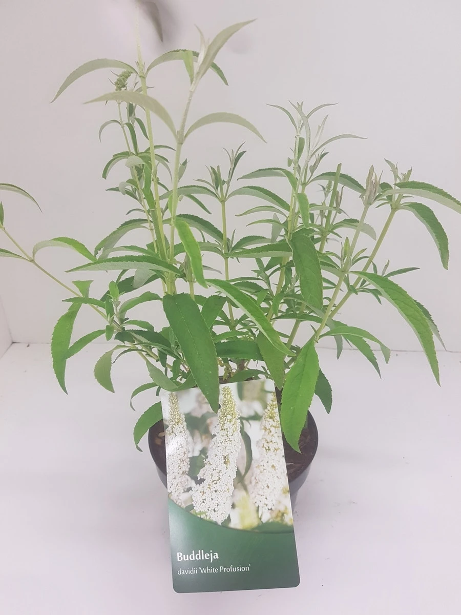 Vlinderstruik (Buddleja Davidii 'White Profusion') 4 Vlinderstruik (Buddleja Davidii 'White Profusion') - Afbeelding 4