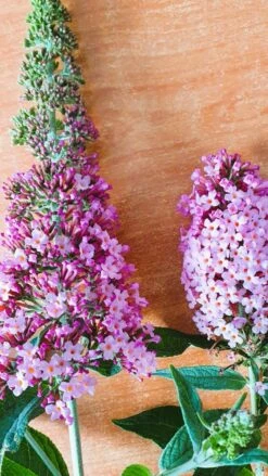 Vlinderstruik (Buddleja 'Pink Panther®') -Planten Verkoopwinkel buddleja1 2