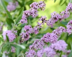 Uitgelichte producten 5 Vlinderstruik (Buddleja Alternifolia)