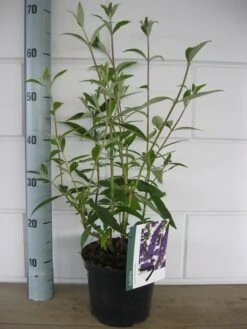 Vlinderstruik (Buddleja Davidii 'Black Knight') -Planten Verkoopwinkel buddleja black knight c3 10 7 2016 3