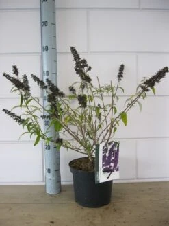 Vlinderstruik (Buddleja Davidii 'Black Knight') -Planten Verkoopwinkel buddleja black knight c3 23 10 2018 2